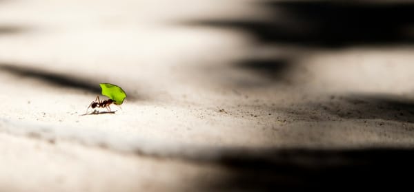 Honey I shrunk the web!